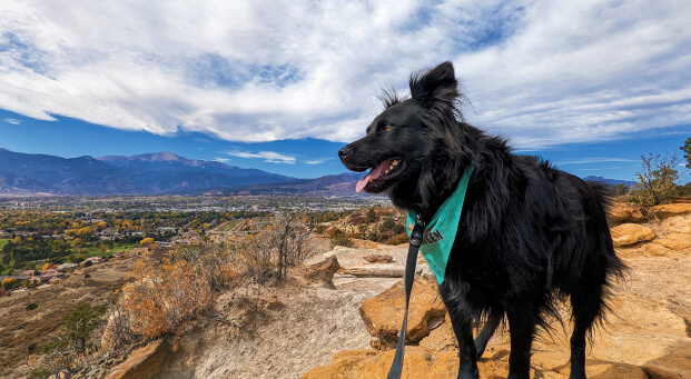 Coal takes in the view at Palmer Park. Photo by “Hiking Bob” Falcone.