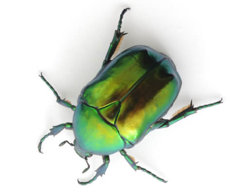 Photo courtesy of the May Museum