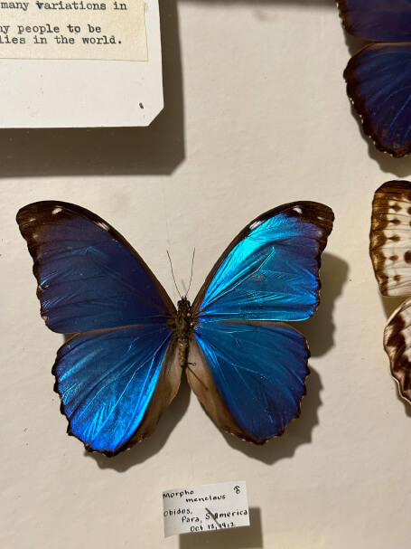 Photo courtesy of the May Museum