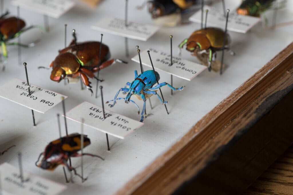 Photo courtesy of the May Museum