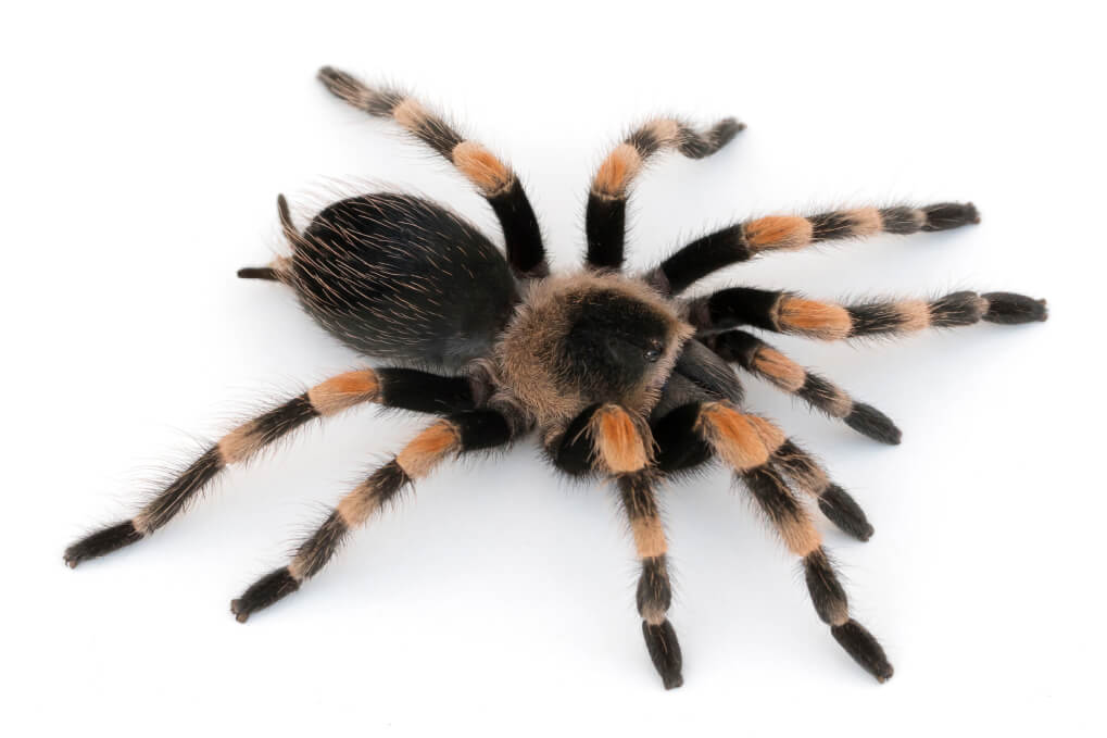 Photo courtesy of the May Museum