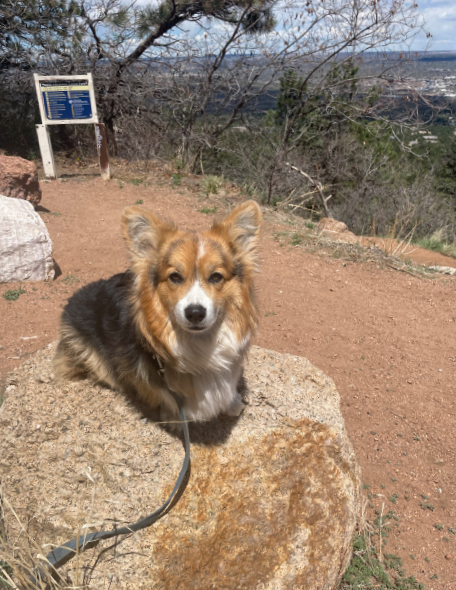 Olive the Corgi does some sunbathing
