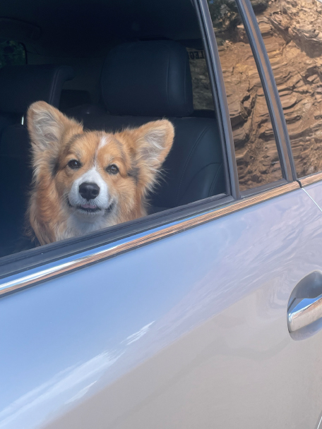 Olive takes a cruise in a Jeep