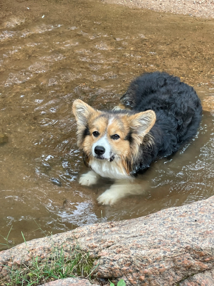 Olive take a rest in the Cheyenne Cañon Creek