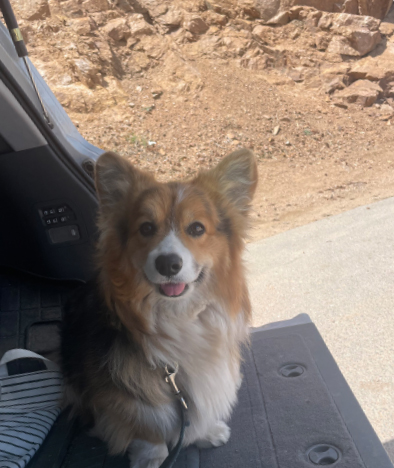 Olive is ready for another outing