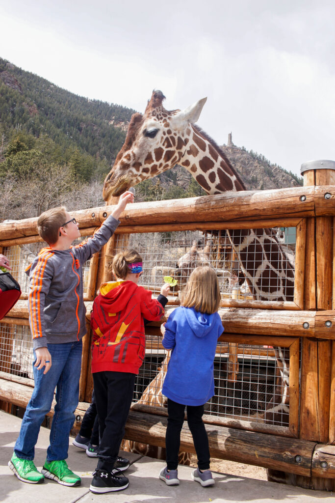 Interacting with Giraffes at Cheyenne Mountain Zoo