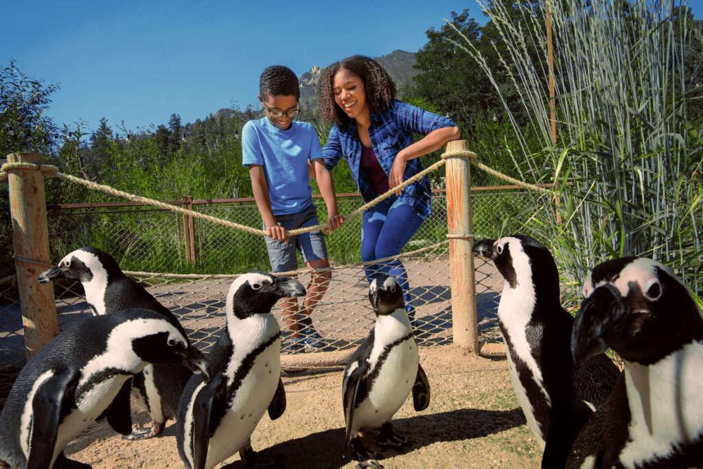Penguins at Cheyenne Mountain Zoo