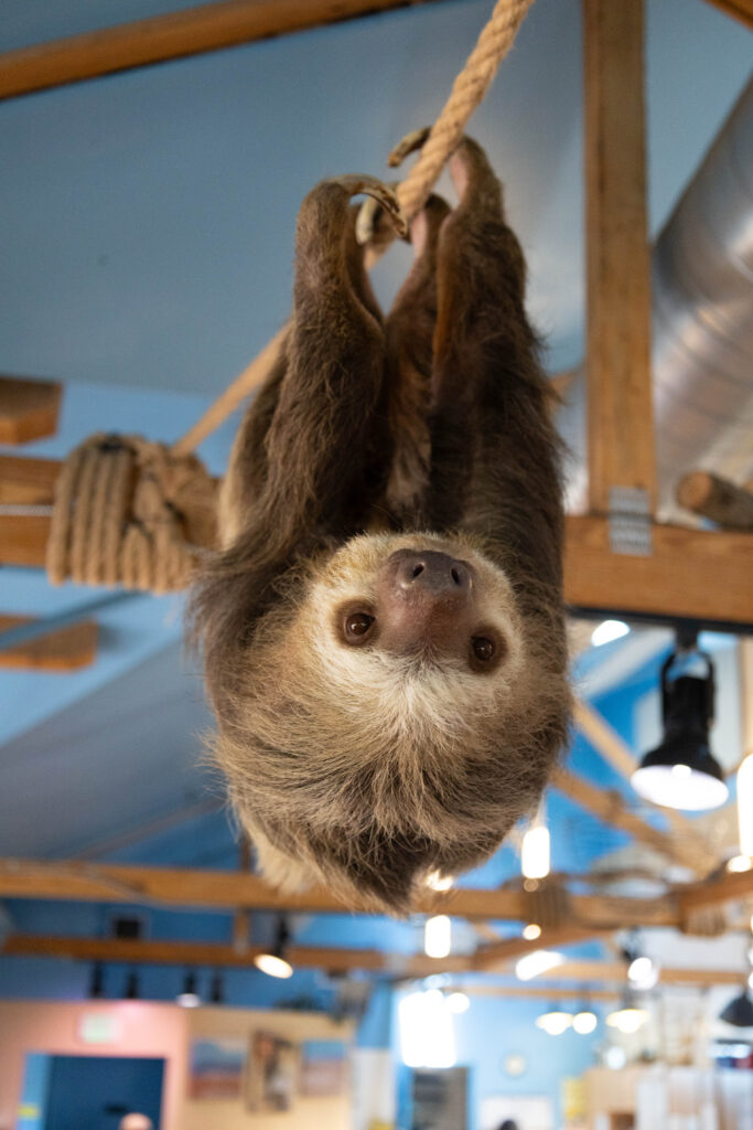 A Sloth at the Cheyenne Mountain Zoo