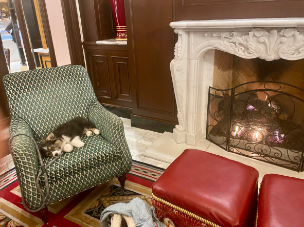 Olive takes a well deserved nap at the Broadmoor